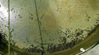 料台上料和粪便怎么看,揭秘动物生长与排泄的奥秘