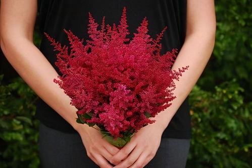 花做头条,探寻花卉背后的文化内涵与美学魅力