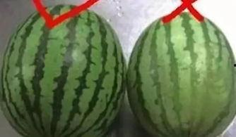 夏季吃瓜图文大全,夏季吃瓜图文大全解析