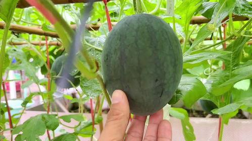 暴雨吃瓜,吃瓜群众围观奇观