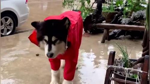 明星的阿拉斯加,揭秘明星们的极地魅力