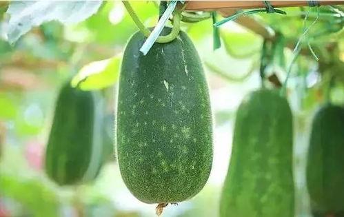 玉姑瓜什么季节吃,夏季消暑佳品，清凉口感尽享时光