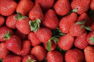 草莓怎么种植成网红的,打造网红草莓园的秘诀