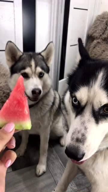 下沙么哈吃瓜,揭秘网络热点的背后故事