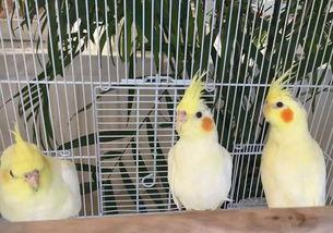 羊驼吃瓜完整视频,一场萌宠与夏日的甜蜜邂逅