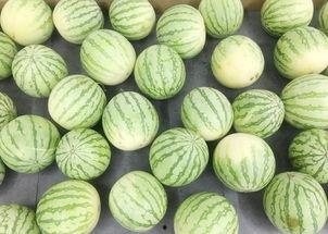 真实缅北吃瓜,一场真实吃瓜盛宴背后的故事