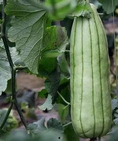 搞石脆瓜怎么吃,解锁美味新体验